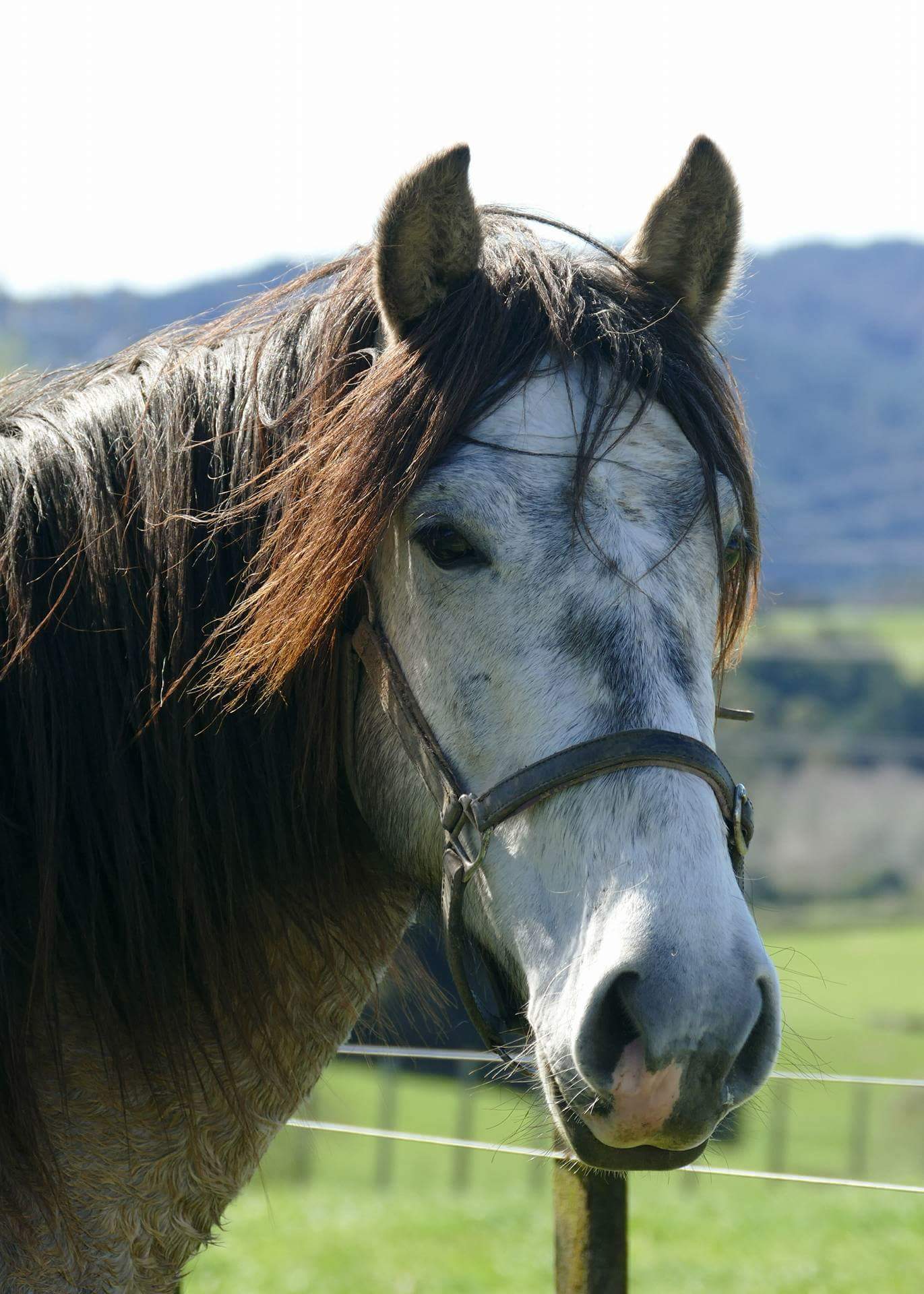 zeus headshot sept2016.jpg