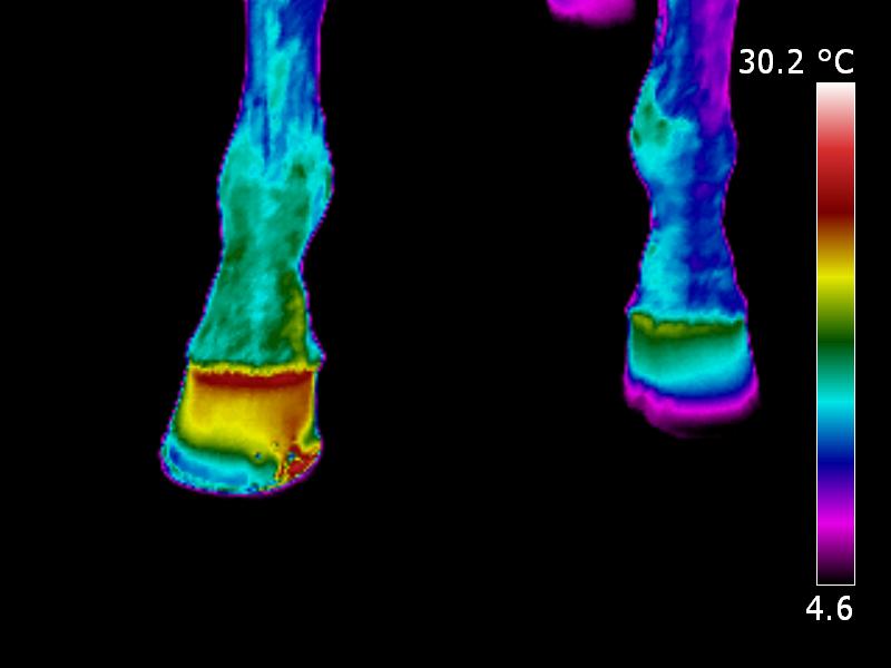 IR_0566.jpg