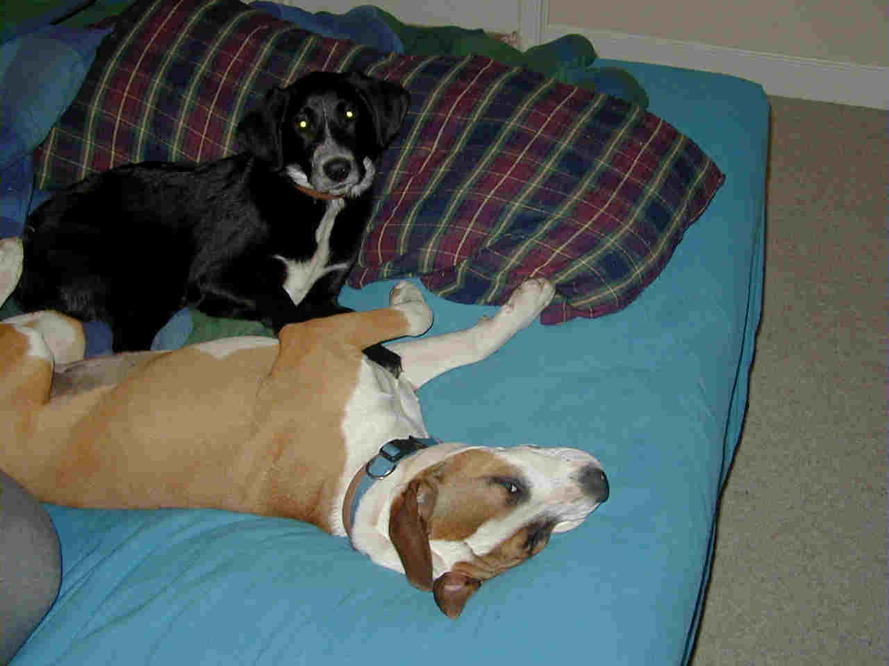 Sadie and Clark on the bed.jpg
