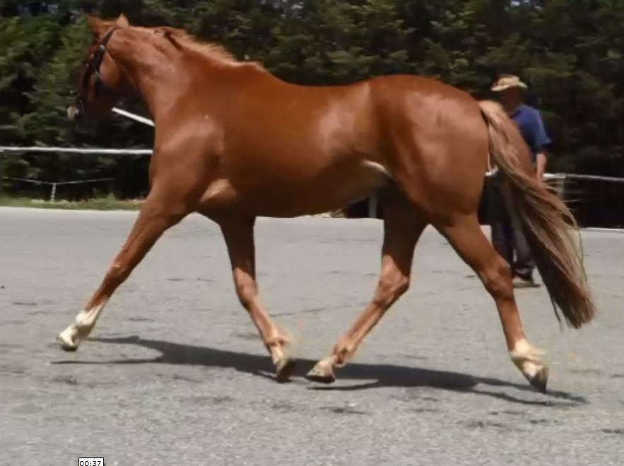 2017-12-01-fergal-trot-right-lunge.jpg