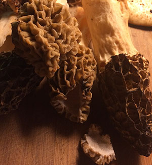 morels from trail.jpg