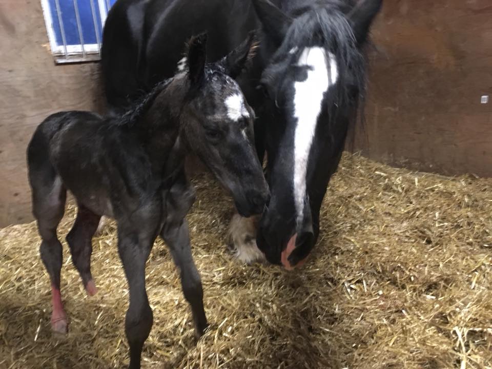 2018Jun08 KammiesFillyFoal2.jpg