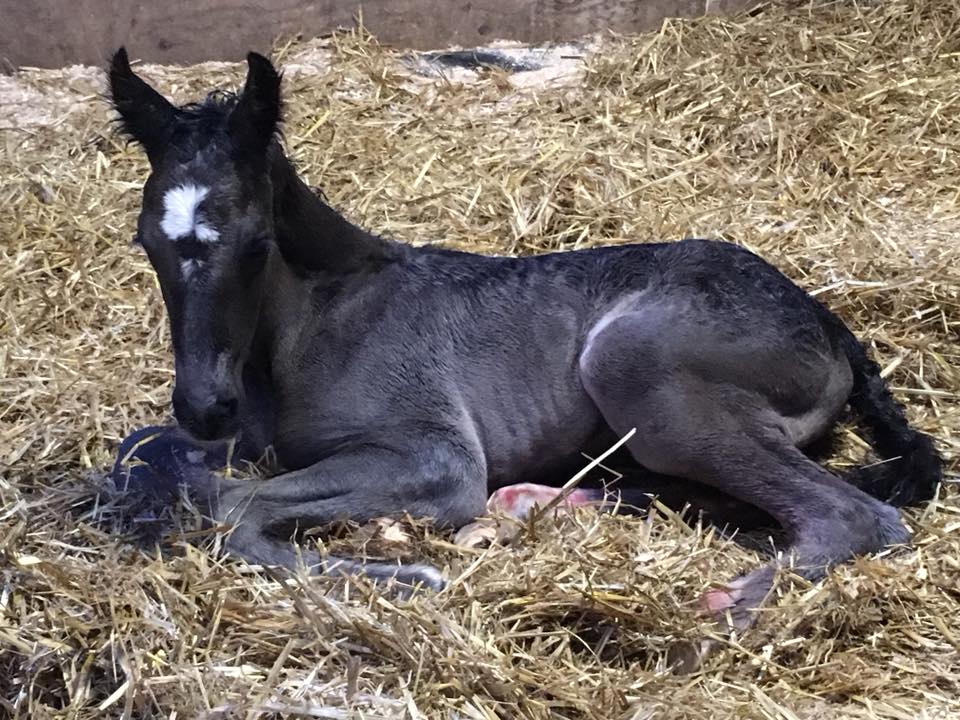 2018Jun08 KammiesFillyFoal1.jpg