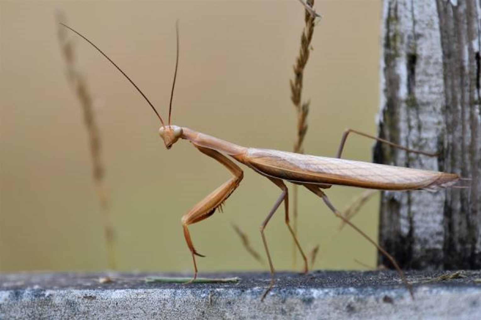 Praying Mantis.jpg