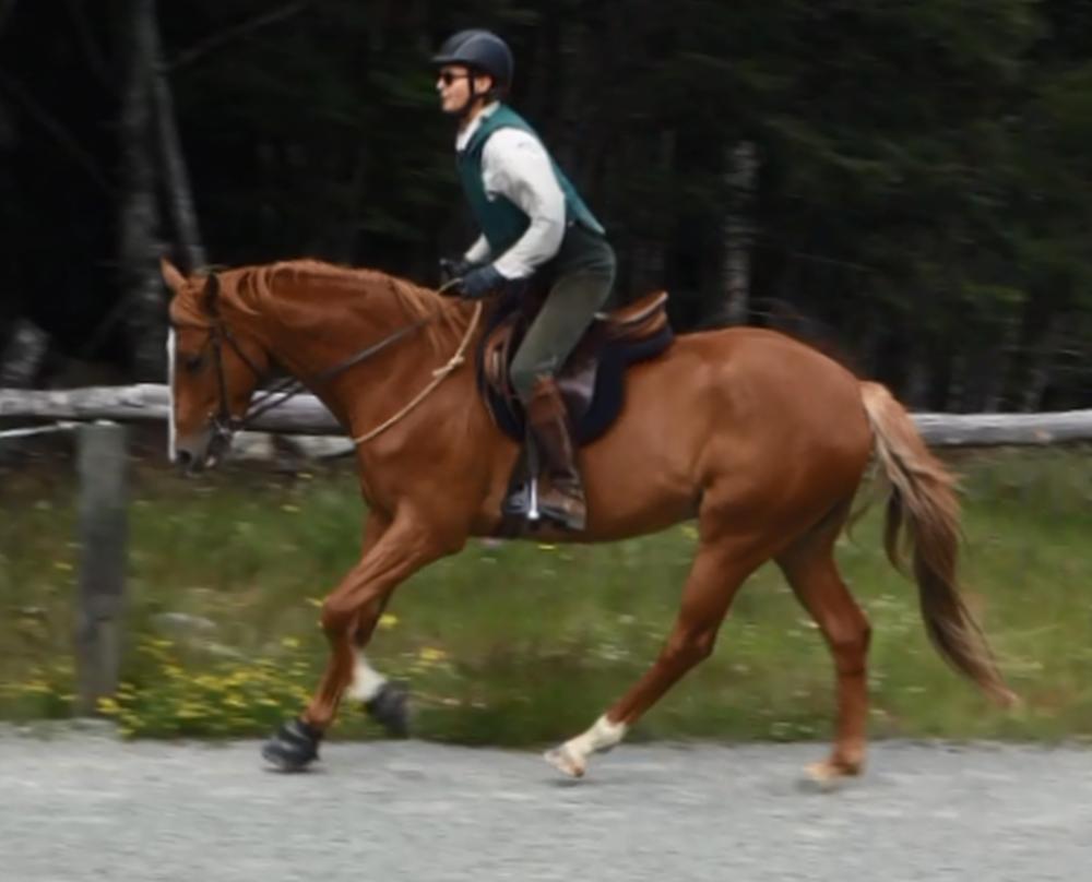 6.canter-left1-sml.jpg