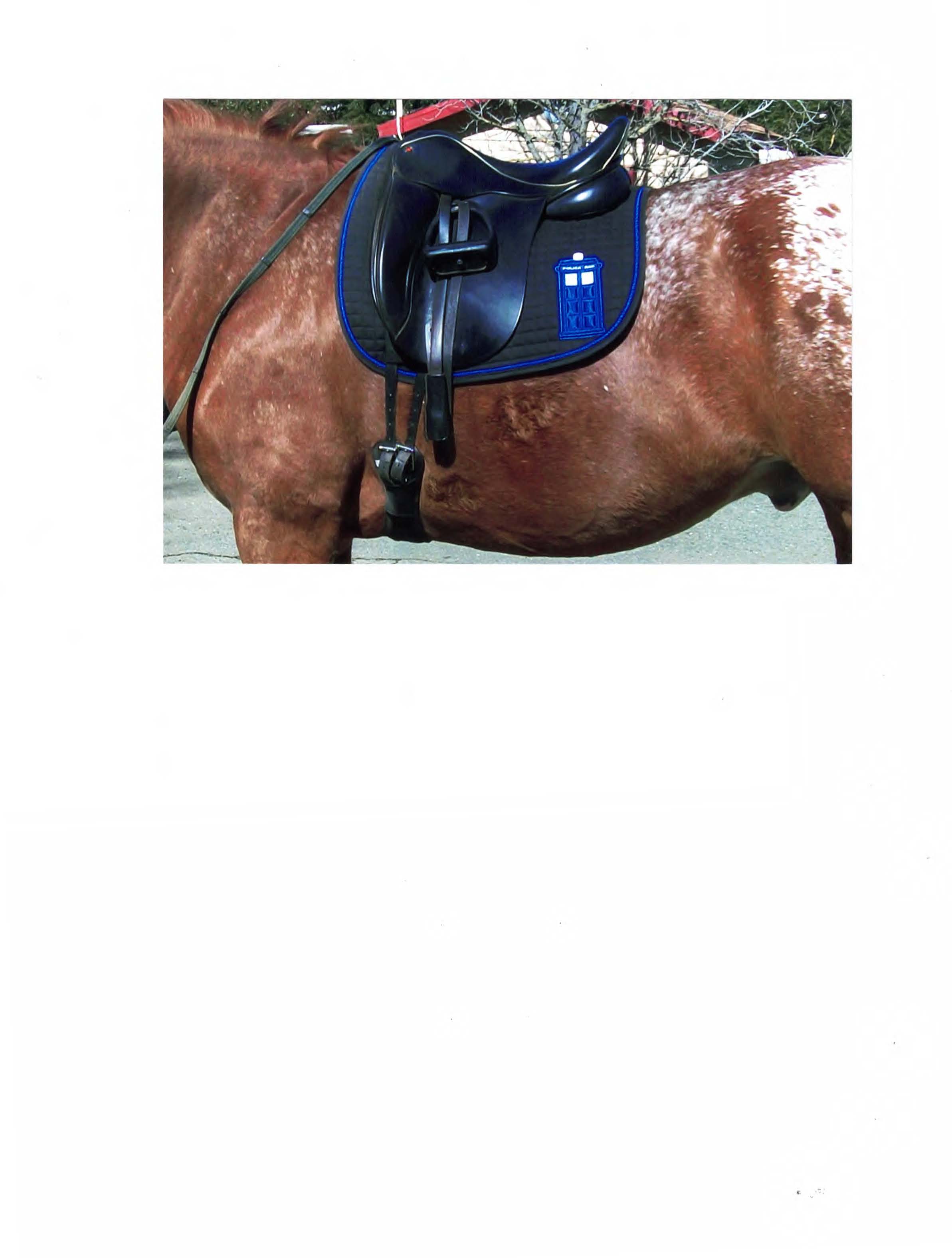 Saddle pad.jpg