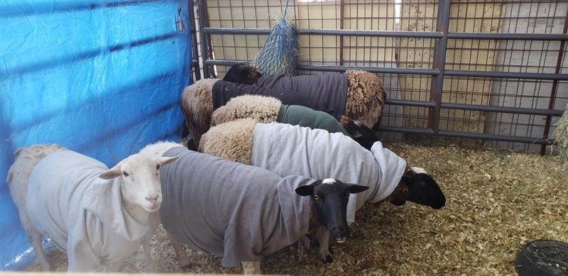 SheepSuits.jpg