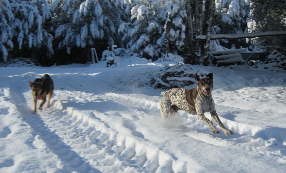 2015_08_08-snow-dogs2.jpg