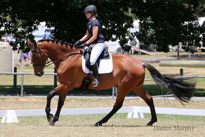 NorseyMARCdressage3small.jpg