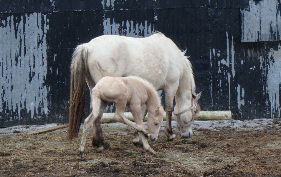 2016Mar26 AgFoal6Days22sm.JPG